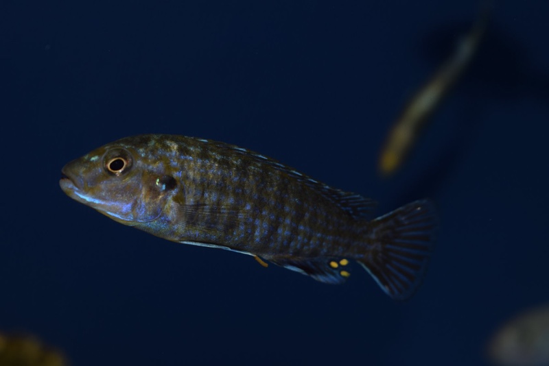 Labidochromis flavigulis 'Chizumulu Island'